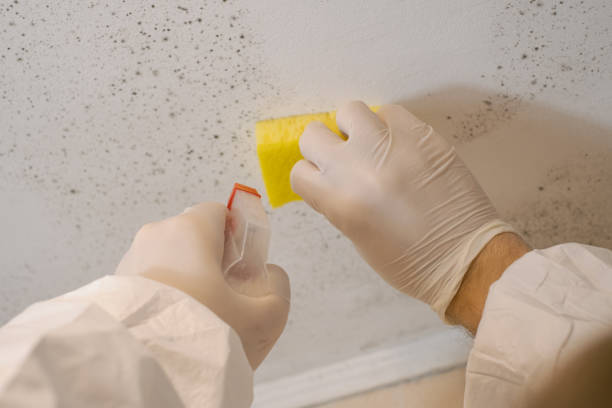 Best Commercial Mold Inspection  in Mora, MN