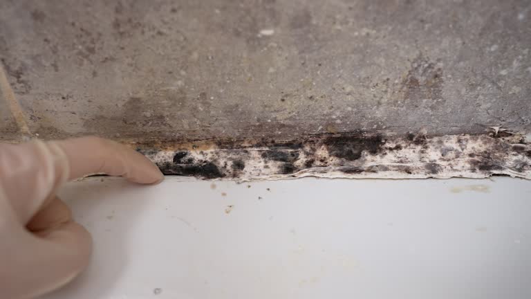 Best Mold Damage Restoration  in Mora, MN