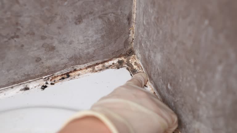 Best Attic Mold Removal  in Mora, MN